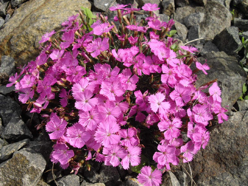 Dianthus 'Eileen Lever' 2